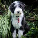 Photo of Magpie