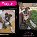 Photo of Maple