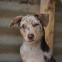 Photo of Pickles