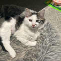 Photo of Sweep