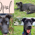 Photo of Opal