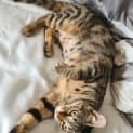 Photo of Tilly