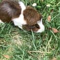 Photo of Simon And Theodore