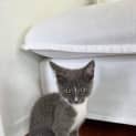 Photo of Alvin