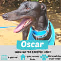 Photo of Oscar