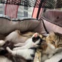 Photo of Willow **2nd Chance Cat Rescue**