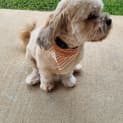 Photo of Arlo