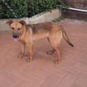 Photo of Fifi