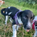 Photo of Daisy
