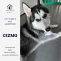 Photo of Gizmo