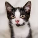 Photo of Arya