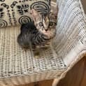 Photo of Freya