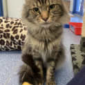 Photo of Loki