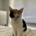 Photo of Star 8 Year Old Domestic Short Hair (Trial 29/6