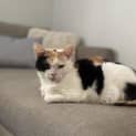 Photo of Star 8 Year Old Domestic Short Hair (Trial 29/6