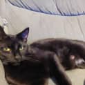 Photo of Nugget