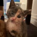 Photo of Maple