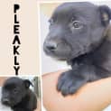 Photo of Pleakly