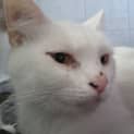 Photo of Poppy