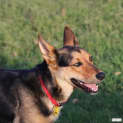 Photo of Bambi