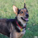 Photo of Bambi