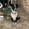 Photo of Bella