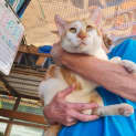 Photo of Treacle
