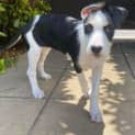 Photo of Poppy