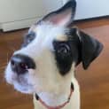 Photo of Poppy
