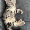 Photo of Bug