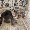 Photo of Freya