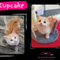 Photo of Cupcake