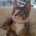 Photo of Rocket