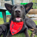 Photo of Blade