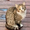 Photo of Nala Located In Werribee