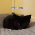 Photo of Mittens