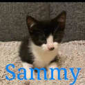 Photo of Sammy