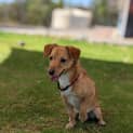 Photo of Coco (Renamed Papa C)
