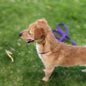 Photo of Coco (Renamed Papa C)
