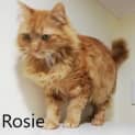 Photo of Rosie