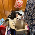 Photo of Bailey **2nd Chance Cat Rescue**