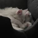 Photo of Bailey **2nd Chance Cat Rescue**