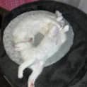 Photo of Bailey **2nd Chance Cat Rescue**