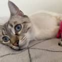 Photo of Coco