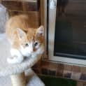 Photo of C1152 Basil
