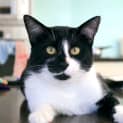 Photo of Jezze   2 Year Old Tuxedo Cat (Hold)