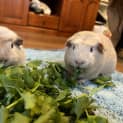 Photo of Katya (Guinea Pig 80)