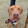 Photo of Pippin