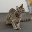 Photo of Missy