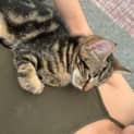 Photo of Kitten Lilibet